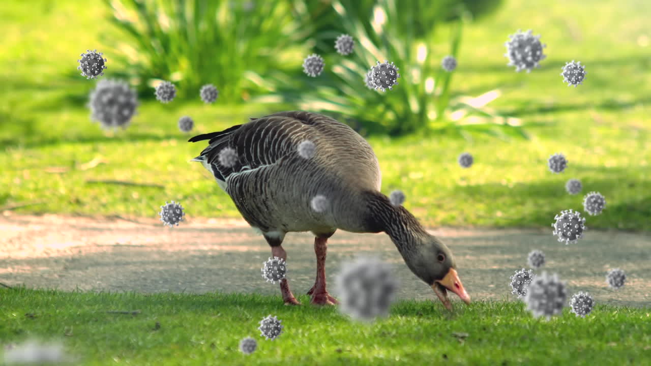 코로나19 세포는 잔디에 있는 오리에게 대항합니다.