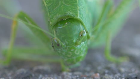 extreme close up on the face of a vivid green tree bug