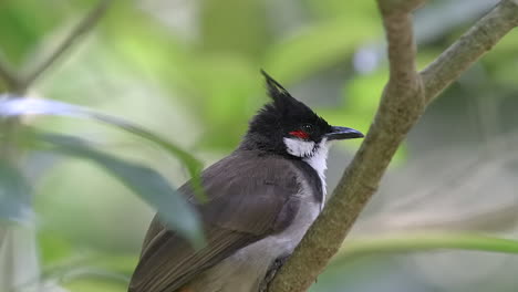 Close-Up-Retrato-De-Bulbul-Bigotudo-Rojo