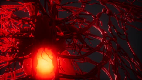 blood vessel system and heart