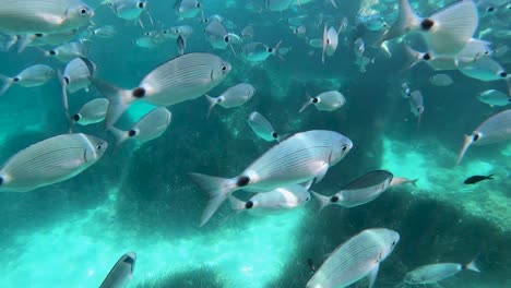 A-lot-fishes-looking-for-food-under-the-sea-in-the-Balearic-Islands