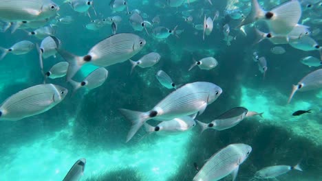 Viele-Fische-Suchen-Auf-Den-Balearen-Im-Meer-Nach-Nahrung