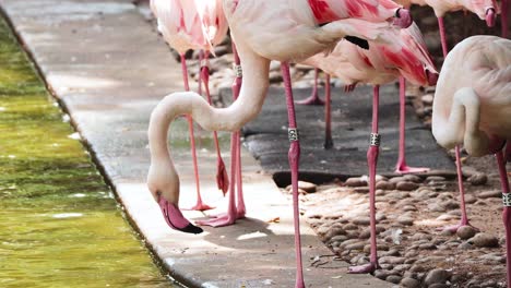 flamingos gather and feed near a pond