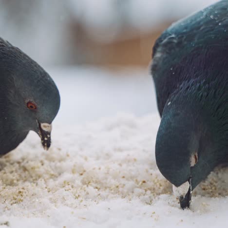 birds feeding at winter. brave pigeons struggling with the cold on the winter streets