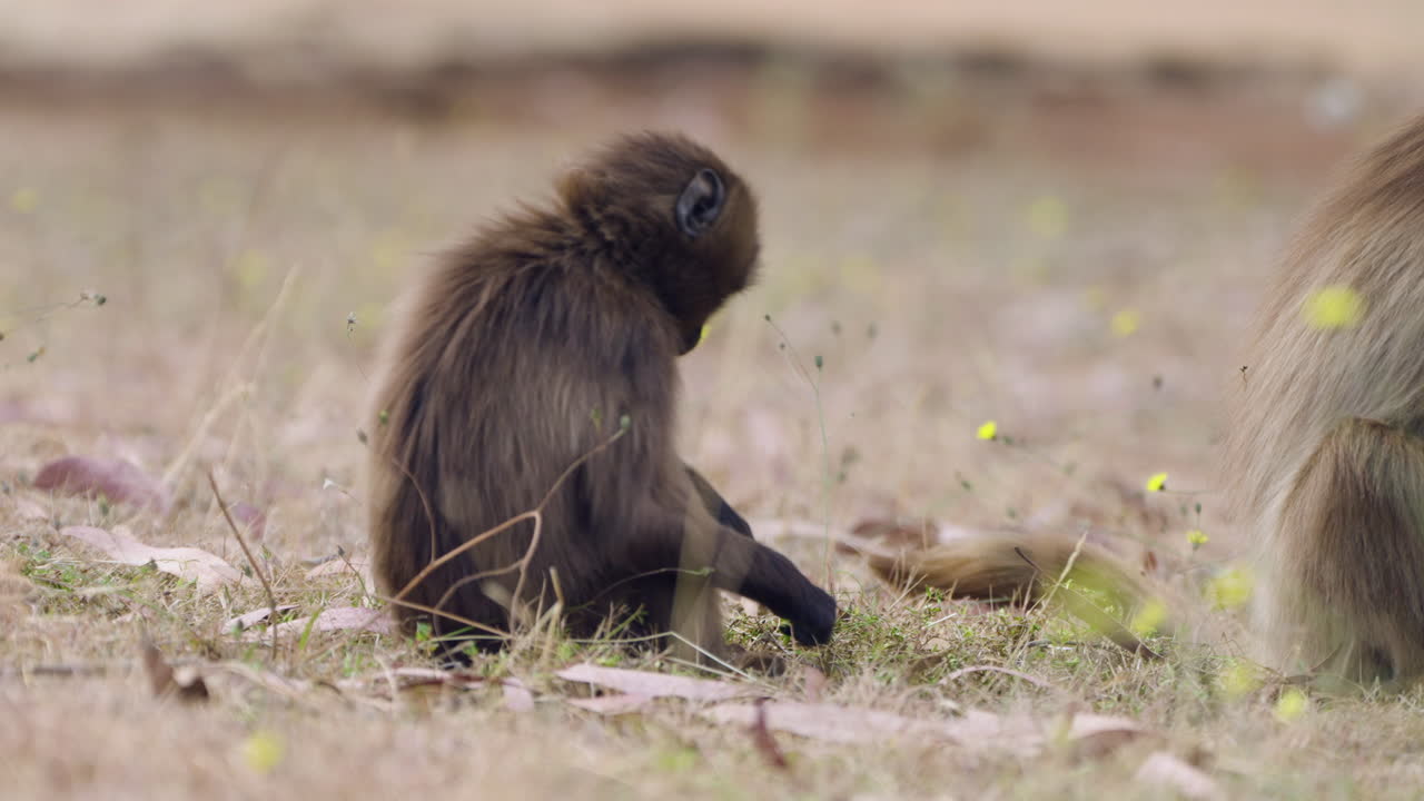 Juvenile Gelada Monkey Picking Grass In The Grassland In Simien Mountains National Park, Ethiopia. - closeup shot