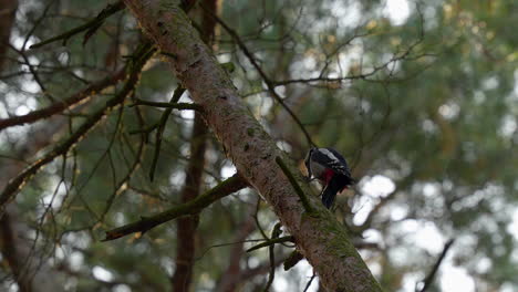 Pájaro-Carpintero-Sombreado-Picoteando-Madera-En-La-Rama-De-Un-árbol