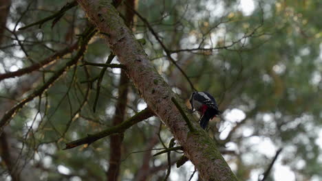 pájaro carpintero sombreado picoteando la madera en la rama del árbol