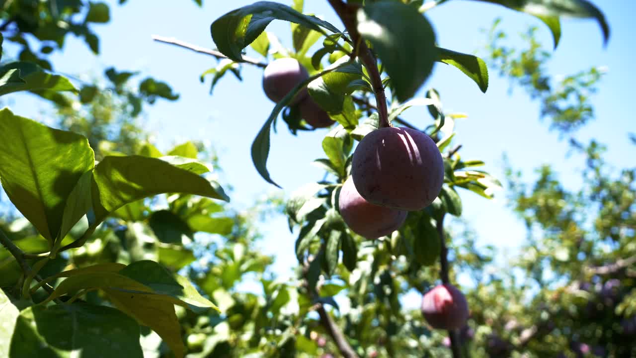 Primo piano di prugne viola in maturazione su un ramo d'albero