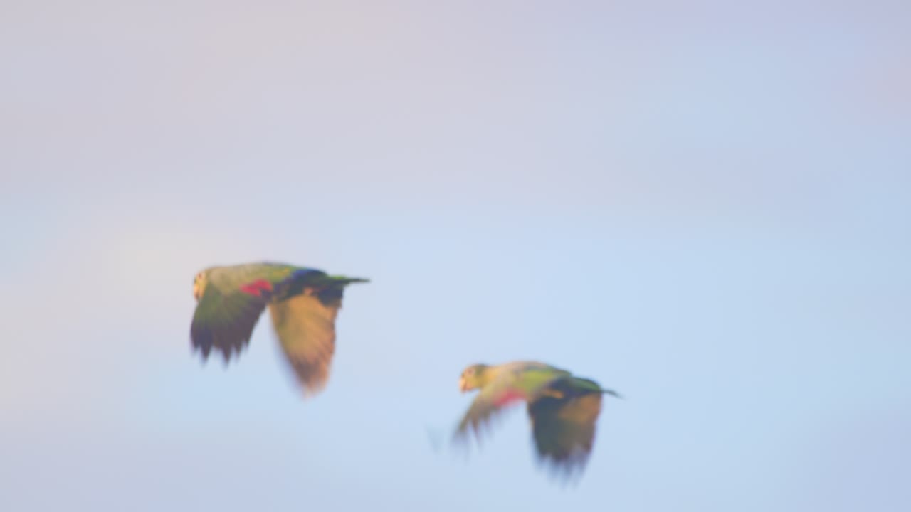 Two Mealy Parrots soar side by side above Peru’s lush Amazon canopy under the open jungle sky.