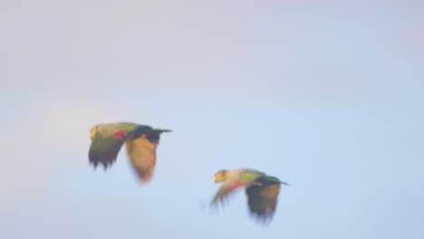 two mealy parrots soar side by side above peru’s lush amazon canopy under the open jungle sky.
