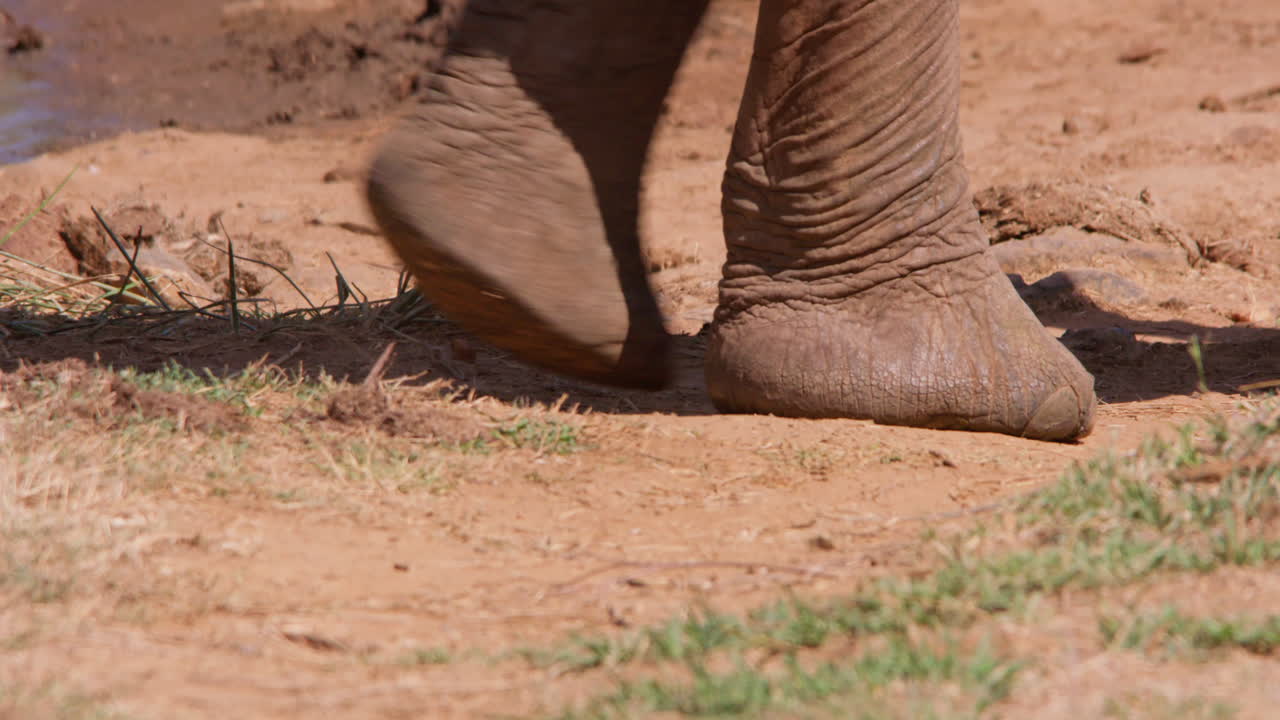 Primissimo piano di un elefante africano di savana che cammina