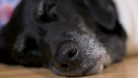 a close-up view of a black senior labrador dog wearing a christmas-themed sweater sleeping on the floor