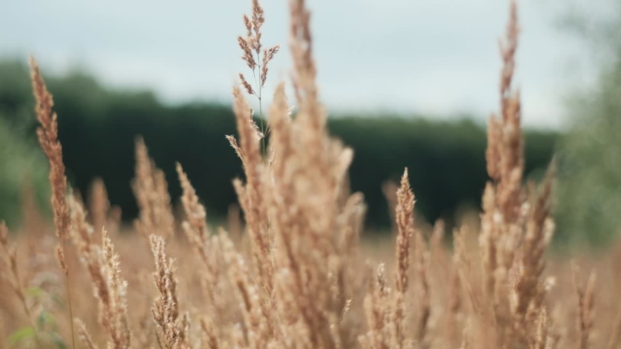 Close up of tall meadow grass blowing in wind, slow motion, sunny day