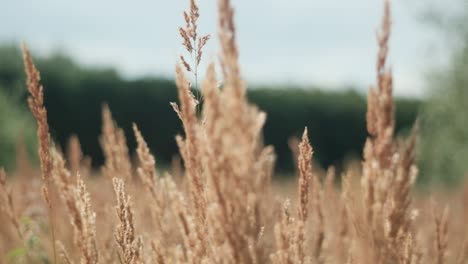 close up of tall meadow grass blowing in wind, slow motion, sunny day