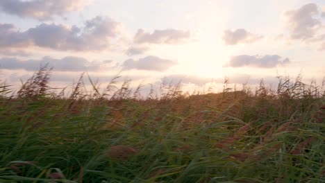 golden hour light over a field of tall grass and reeds