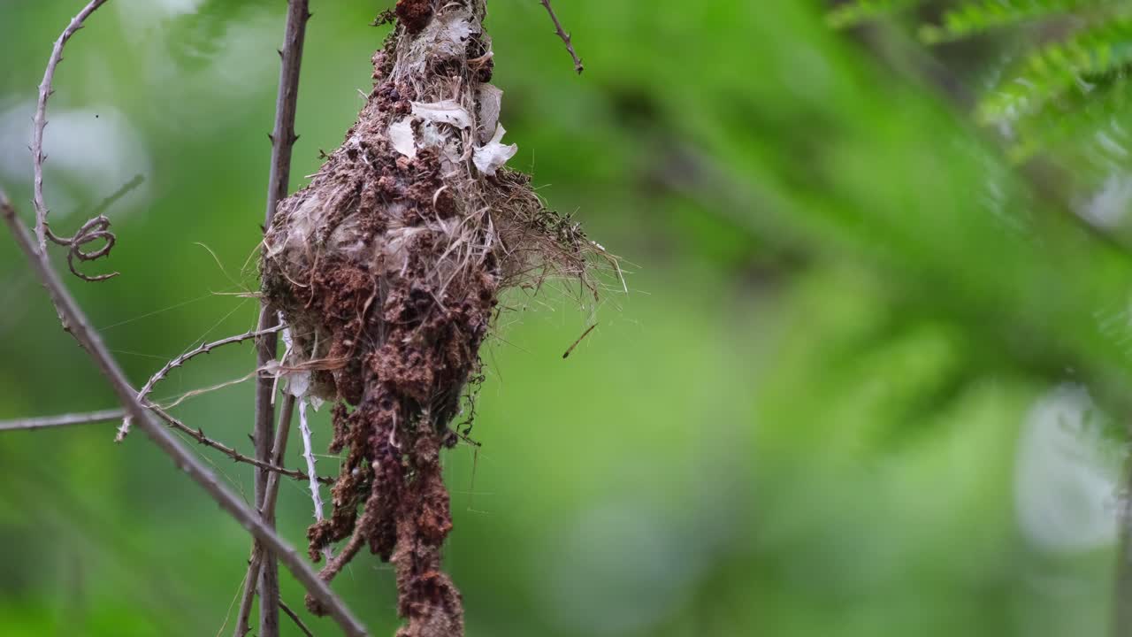 Un uccello genitore arriva per nutrire e poi porta via un sacco fecale per pulire il nido dagli escrementi dei pulcini, Nettarinia dal dorso olivaceo Cinnyris jugularis, Thailandia