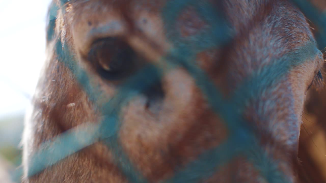 burro mirando detrás de la cerca - primer plano