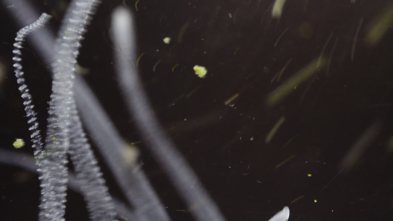 Abstract Microscopic Forms in Dark Fluid