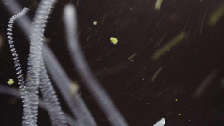 Abstract Microscopic Forms in Dark Fluid