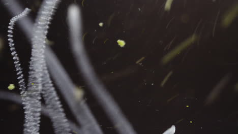 abstract microscopic forms in dark fluid