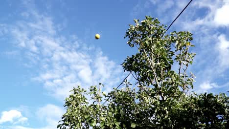 Limón-Arrojado-Al-Aire-Contra-El-Fondo-De-Los-árboles-Y-El-Hermoso-Cielo-Azul