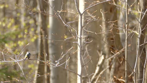 Un-Pájaro-Curruca-Volando-Y-Se-Posa-En-Una-Rama-De-árbol-Forestal,-Pájaro-Cantor-Migrante-Durante-El-Verano