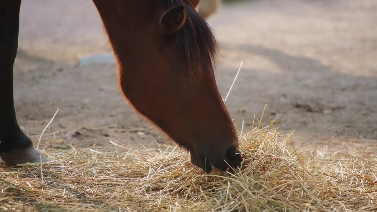 En hest spiser hø på gården
