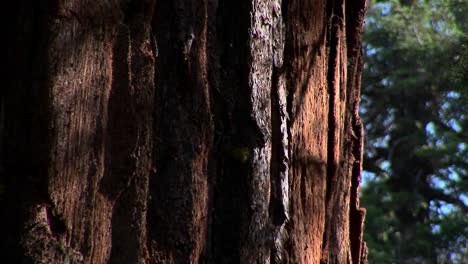 la corteza de un roble pacífico a la luz del sol en el parque nacional de yosemite