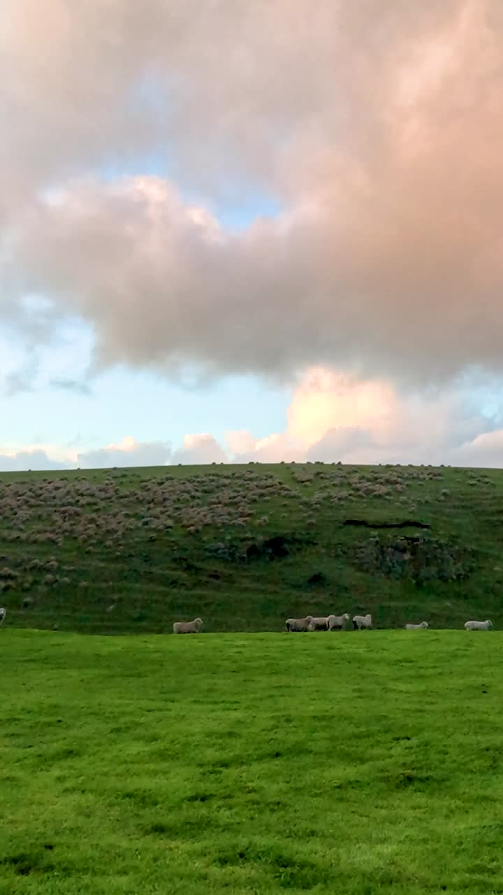 울창한 하늘 아래 울창한 녹색 언덕에서 양들이 먹이를 먹는 조용한 풍경, 위대한 바다 도로를 따라 포착