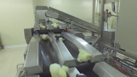 a chick production line in a hatchery factory intended for large henhouses