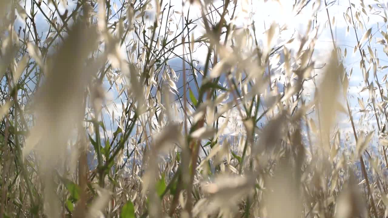 Sunny Day in a Wildflower Field