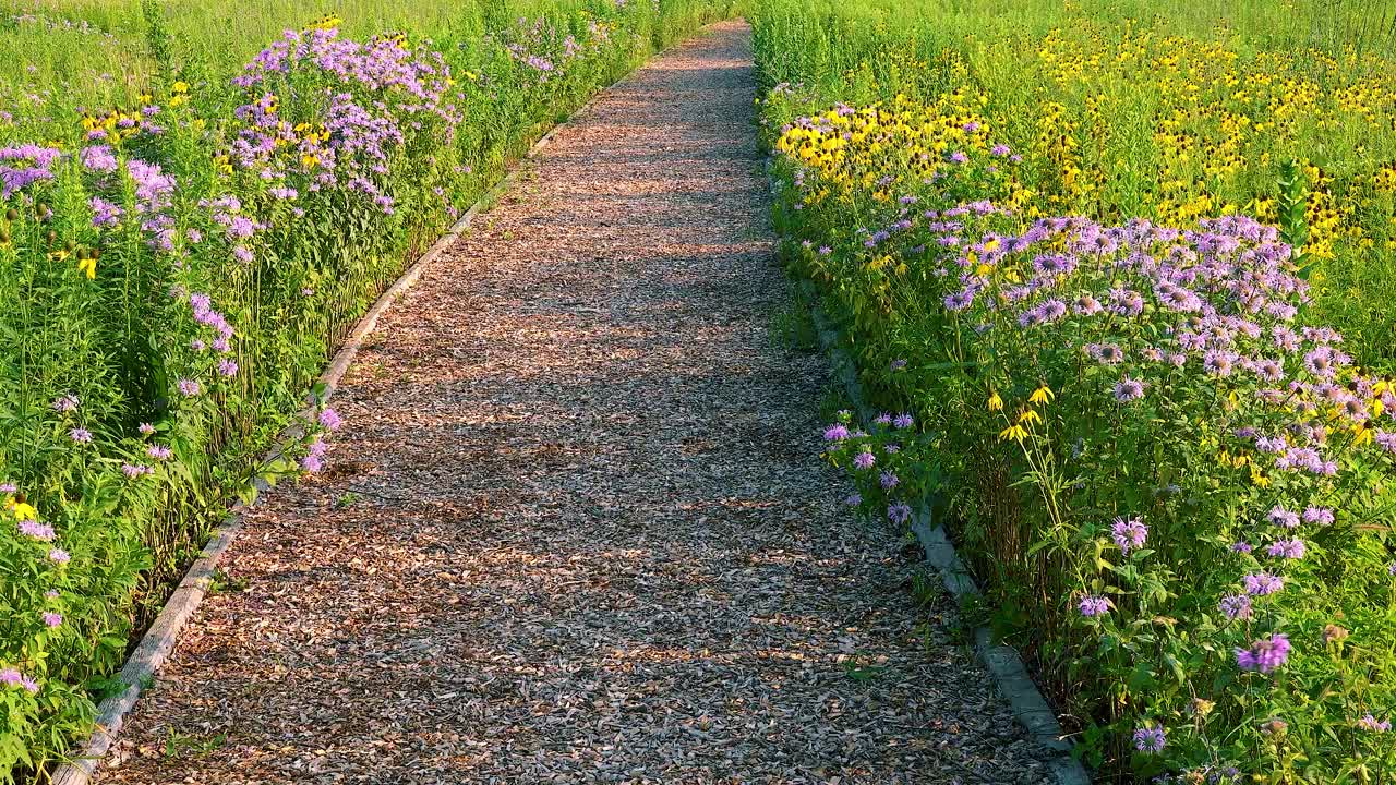 Wildflowers On Hicking Path Blowing On Windy Day