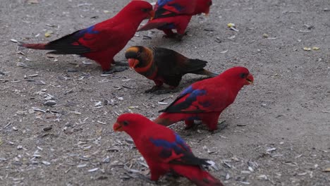 Toma-Estática-De-Una-Bandada-De-Lori-Rojo-De-Las-Molucas