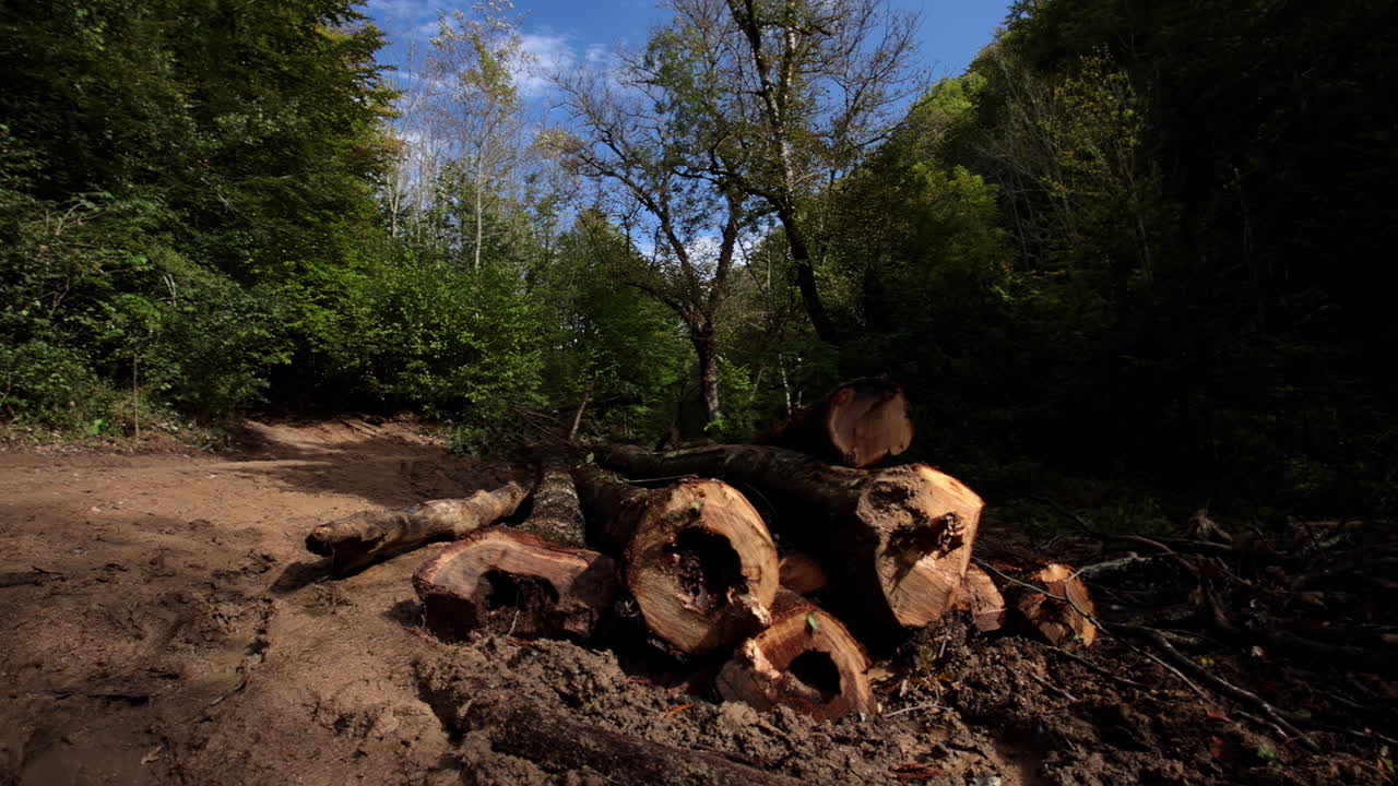 montón de árboles caídos 10