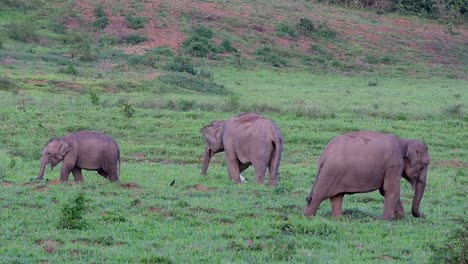 Los-Elefantes-Asiáticos-Son-Especies-En-Peligro-De-Extinción-Y-También-Son-Residentes-De-Tailandia