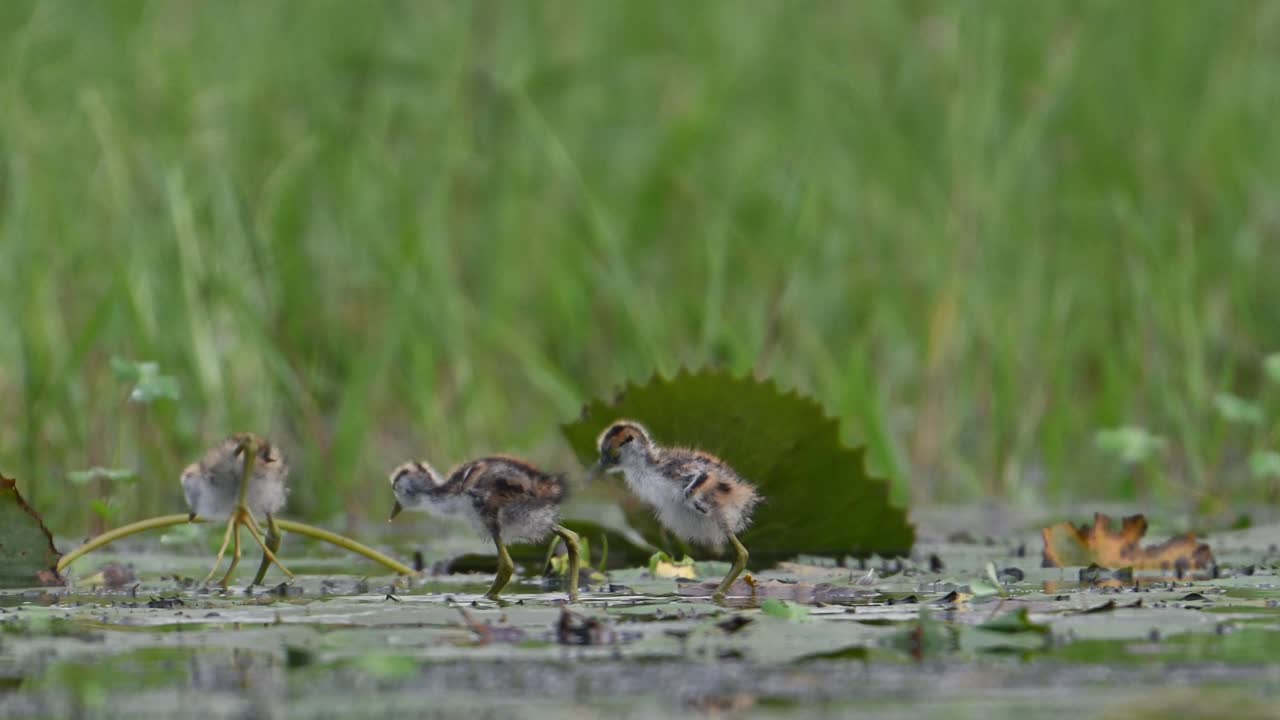 습지 에서 먹이 를 먹는 비둘기  ⁇ 리 자카나 의 새끼 들