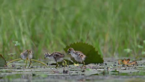 Polluelos-De-Jacana-De-Cola-De-Faisán-Alimentándose-En-Humedales