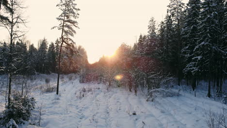 Vista-Aérea:-Bosque-De-Invierno.-Rama-De-Un-árbol-Nevado-Con-Vistas-Al-Bosque-De-Invierno.-Paisaje-Invernal,-Bosque,-árboles-Cubiertos-De-Escarcha,-Nieve.