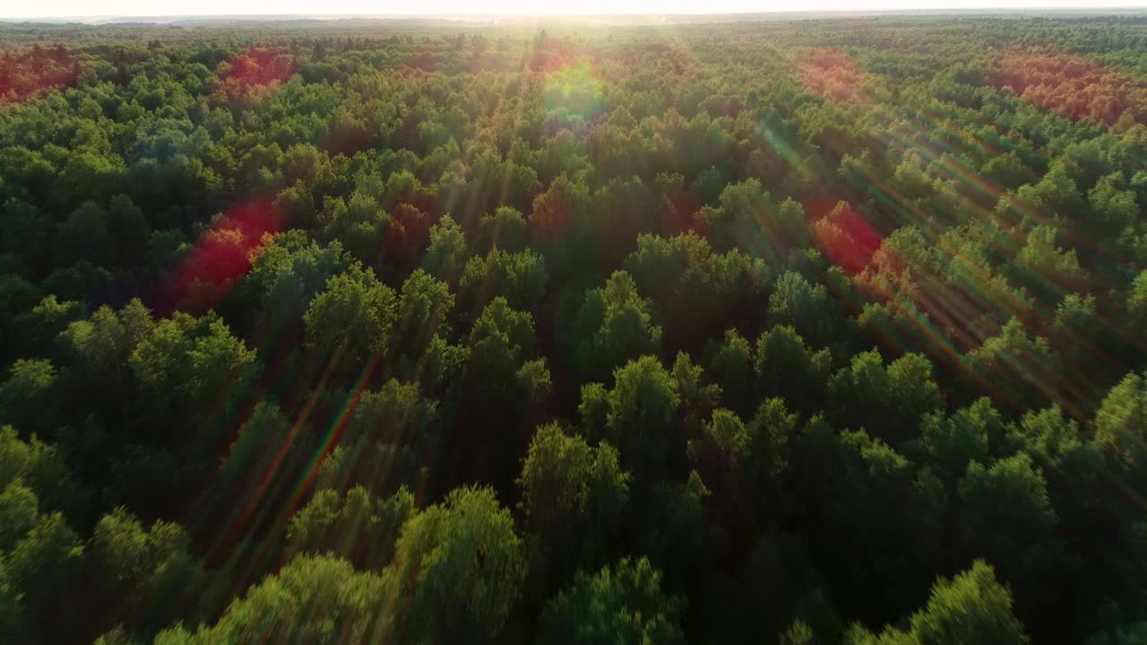 volando sobre el hermoso bosque matinal en los rayos del sol del amanecer.