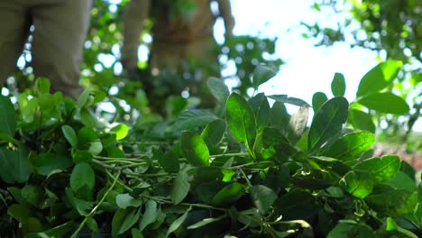 Primer-Plano-De-La-Planta-De-Yerba-Mate-Durante-La-Cosecha-En-Una-Plantación,-Argentina