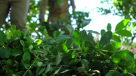 primer plano de la planta de yerba mate durante la cosecha en una plantación, argentina