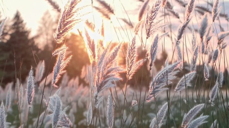 Un video sereno cattura l'erba alta retroilluminata dal sole al tramonto. L'angolazione dal basso esalta il calore