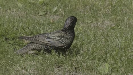 an ordinary black thrush bird discovering his green environment and looks everywhere with interest