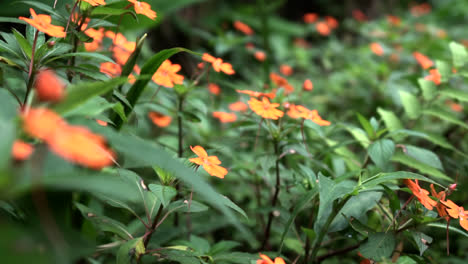 orange color wild flowers in forest, tropical flora in nature, ecuador