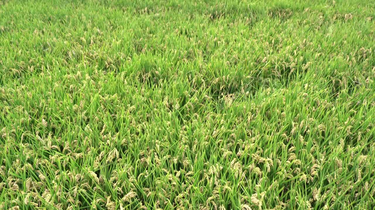 은 날에 녹색 의 가까운 타이