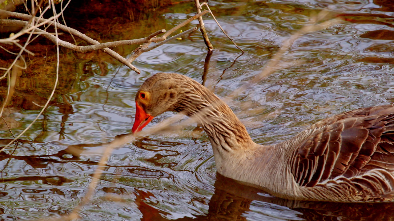 Slow motion wildlife footage of a goose feeding underwater, dunking its head below the pond surface