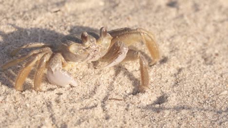 ghost crab on beach sand