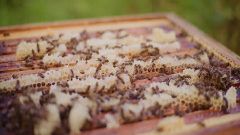bees busy at work in the hive, producing honey.
