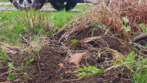 shovel pulling plant and roots out of ground