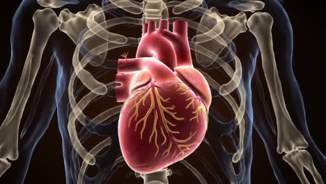 anatomical visualization of the human heart within the skeletal structure, highlighting cardiac anatomy and vascular connections in detailed graphics